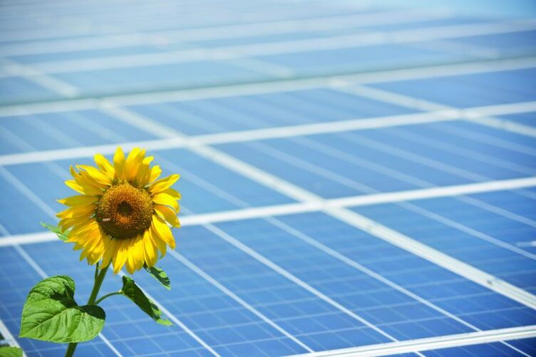 girassol e painéis solares para economizar energia